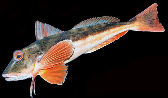 Chelidonichthys lucerna_08.jpg